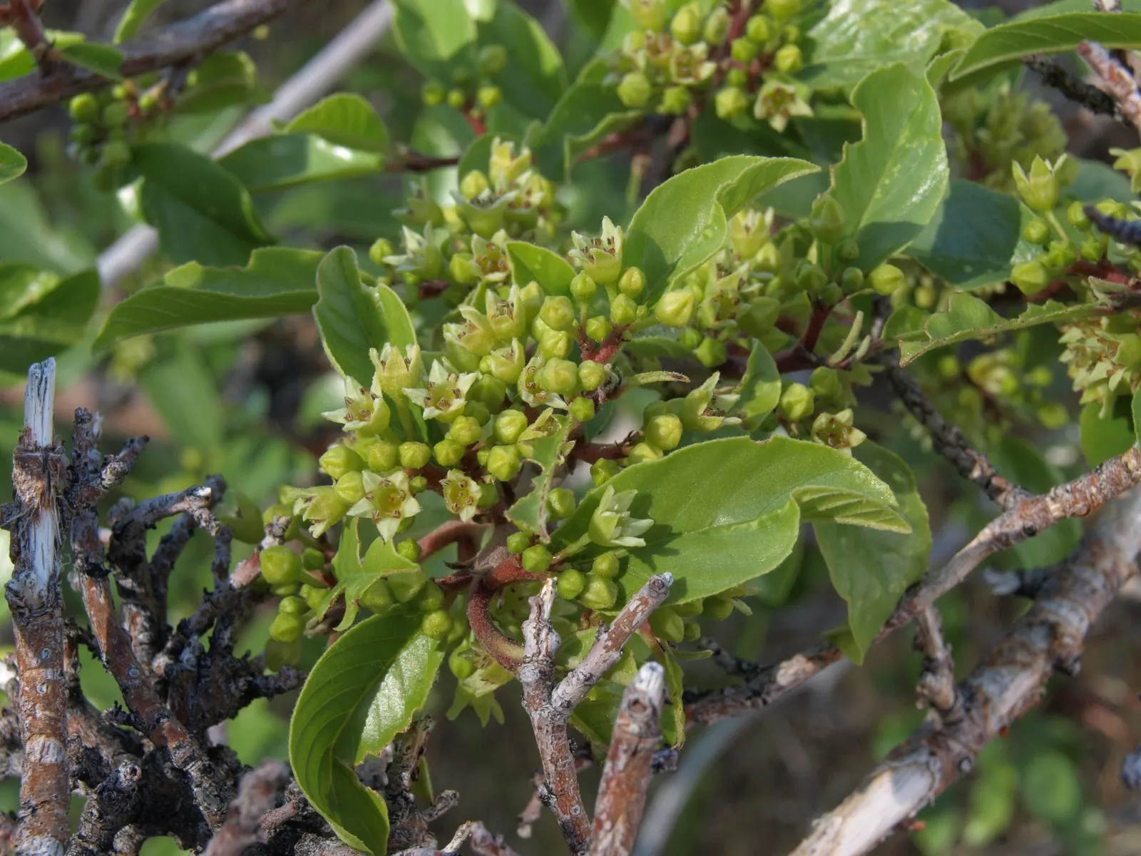 Coffeeberry (Rhamnus Californica) — this shrub thrives in USDA zones 7-10 and matures to approximately 6-8 feet in both height and width