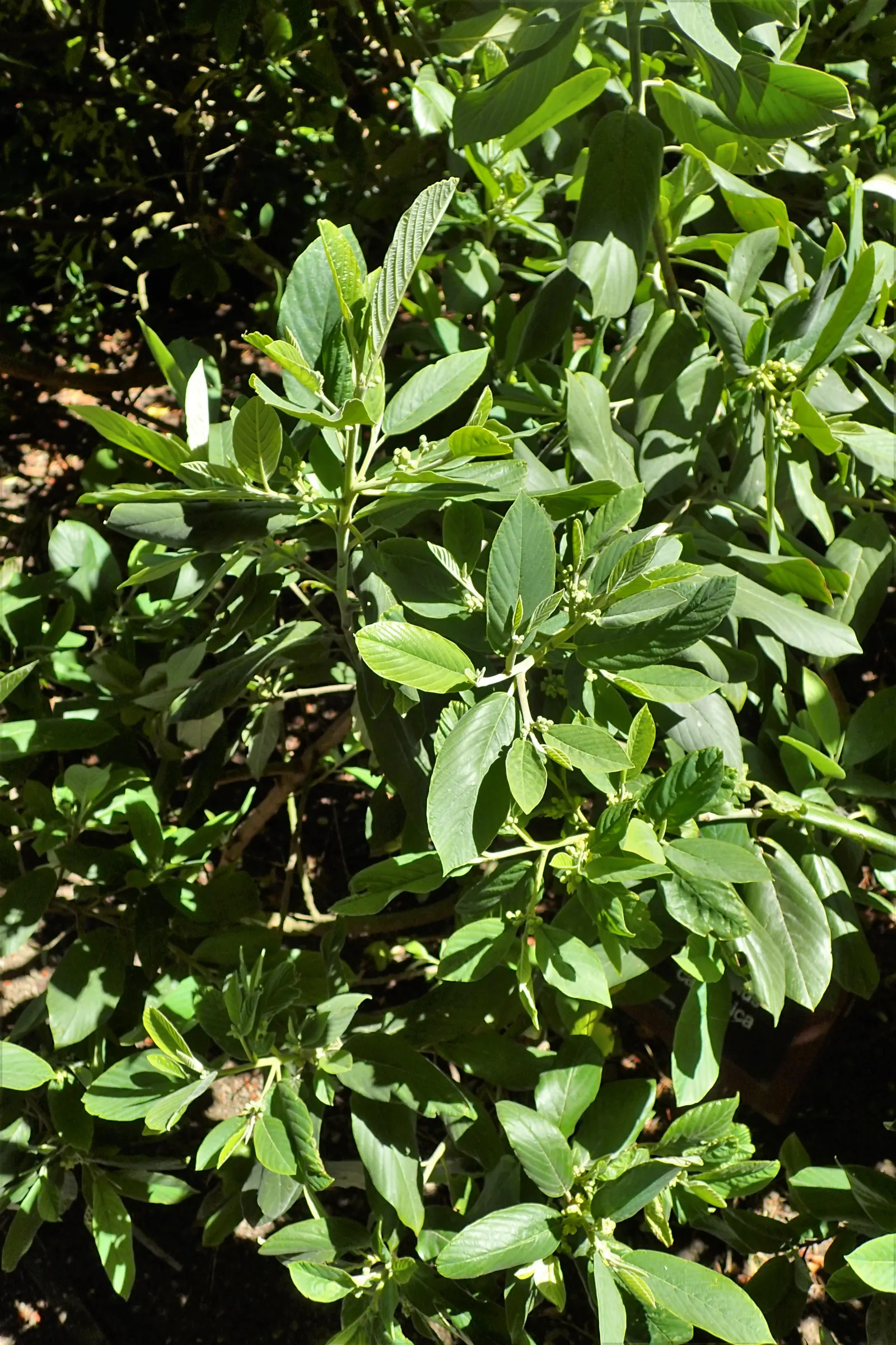 Coffeeberry (Rhamnus Californica) — They offer inconspicuous greenish-yellow flowers in the late spring and summer