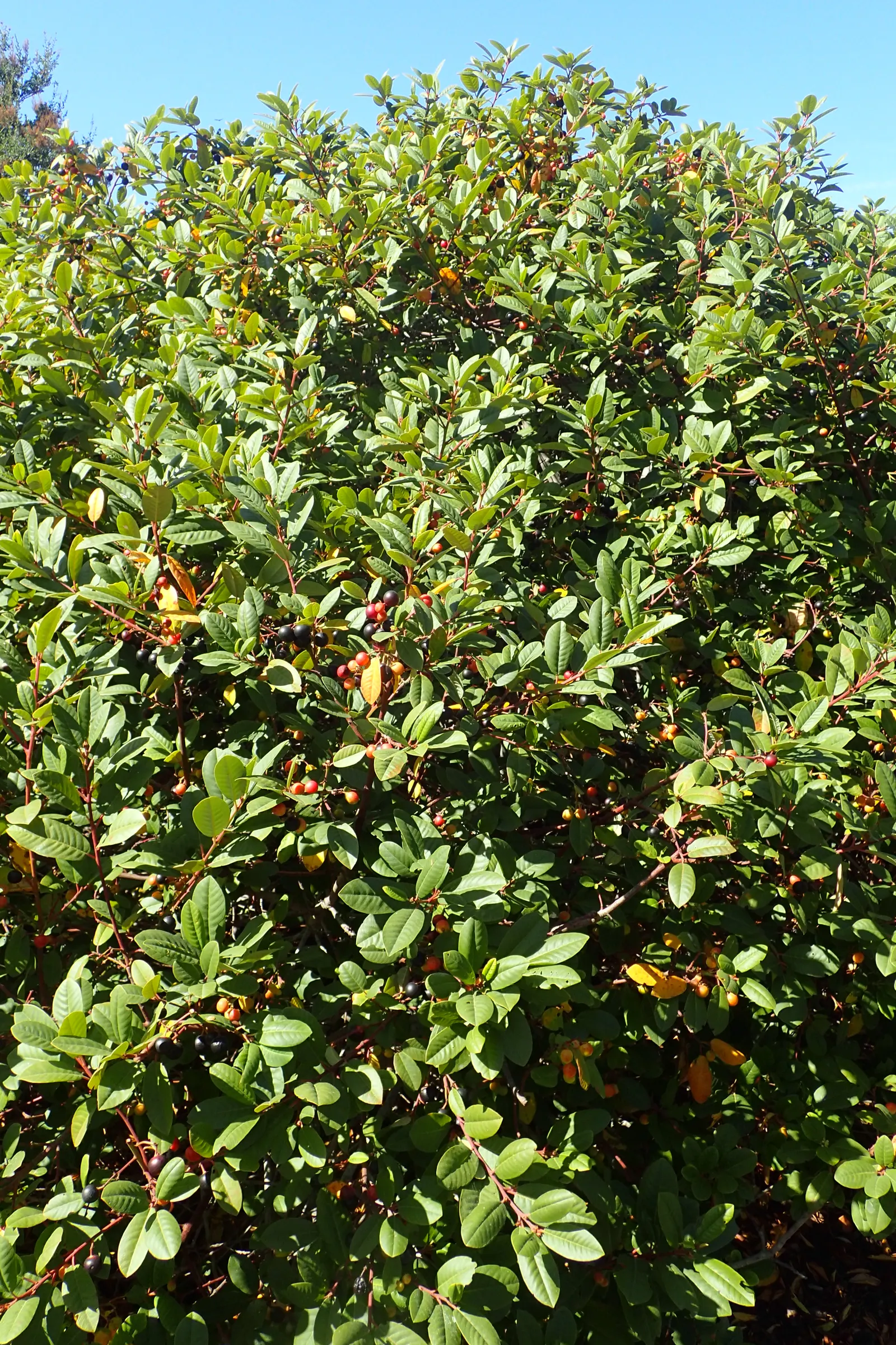 Coffeeberry (Rhamnus Californica) — Its inconspicuous flowers and dark berries are wildlife attractants