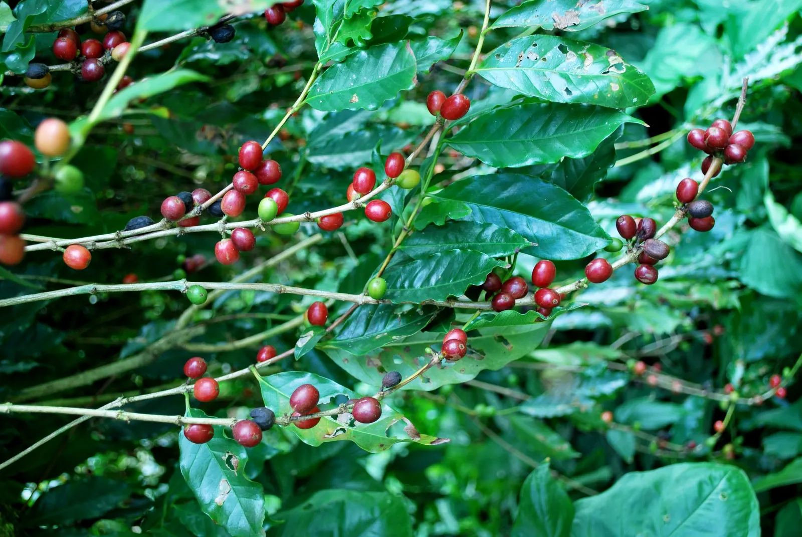 Coffeeberry (Rhamnus Californica) — They offer inconspicuous greenish-yellow flowers in the late spring and summer; with mature specimens commonly reaching