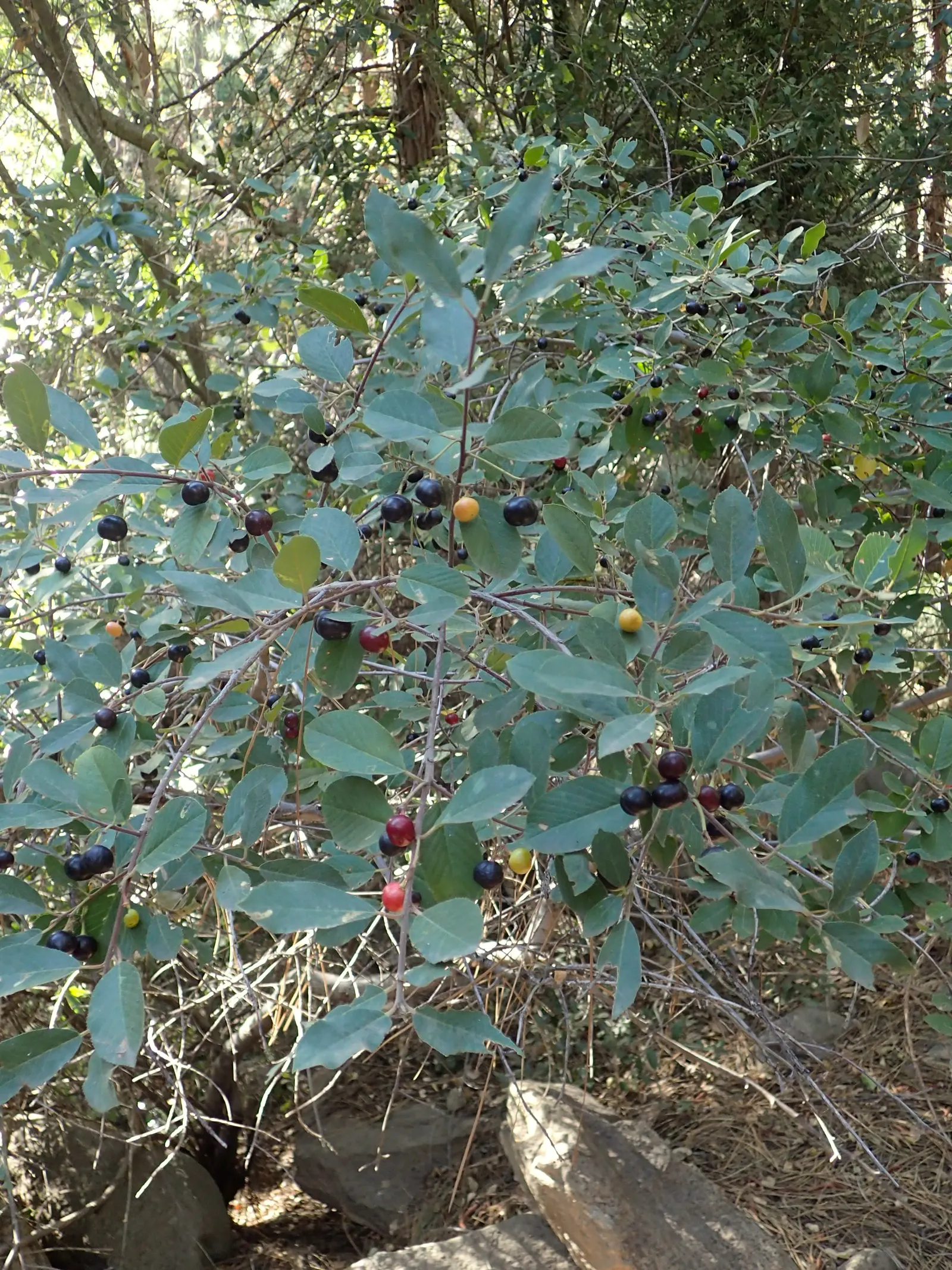 Coffeeberry (Rhamnus Californica) — Low water requirements and tolerance for a variety of soils make it a sustainable and versatile choice