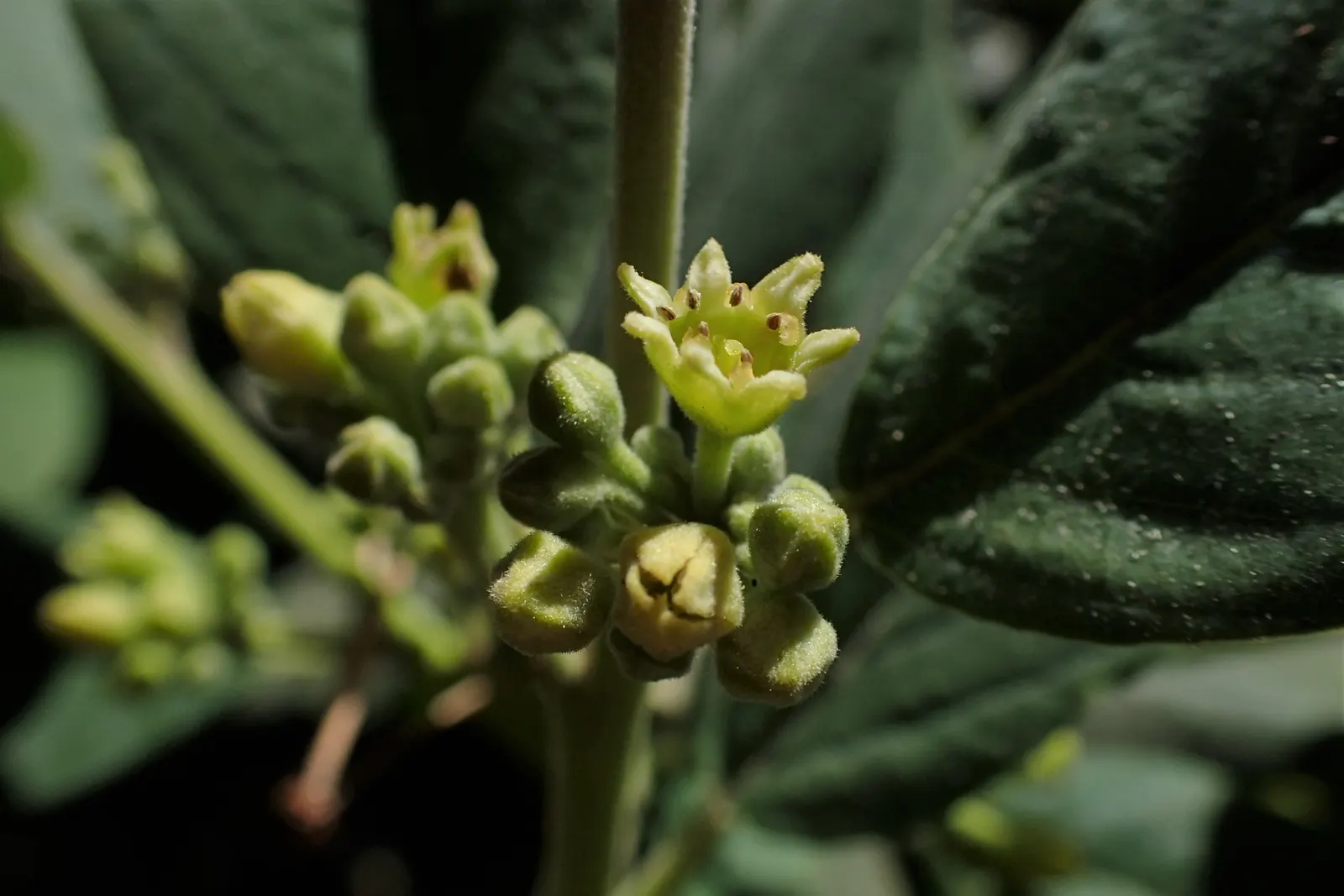Coffeeberry (Rhamnus Californica) — although some can grow up to 12 feet tall under optimal conditions
