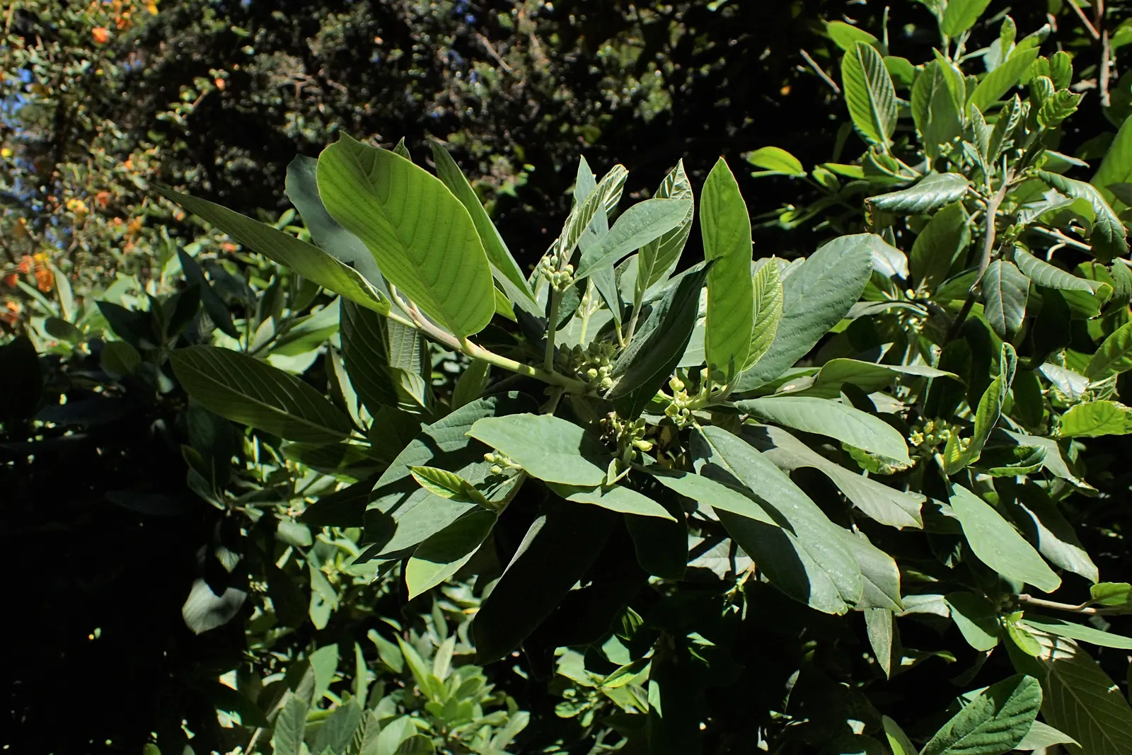 Coffeeberry (Rhamnus Californica) — Department of Agriculture plant hardiness zones 7 through 10