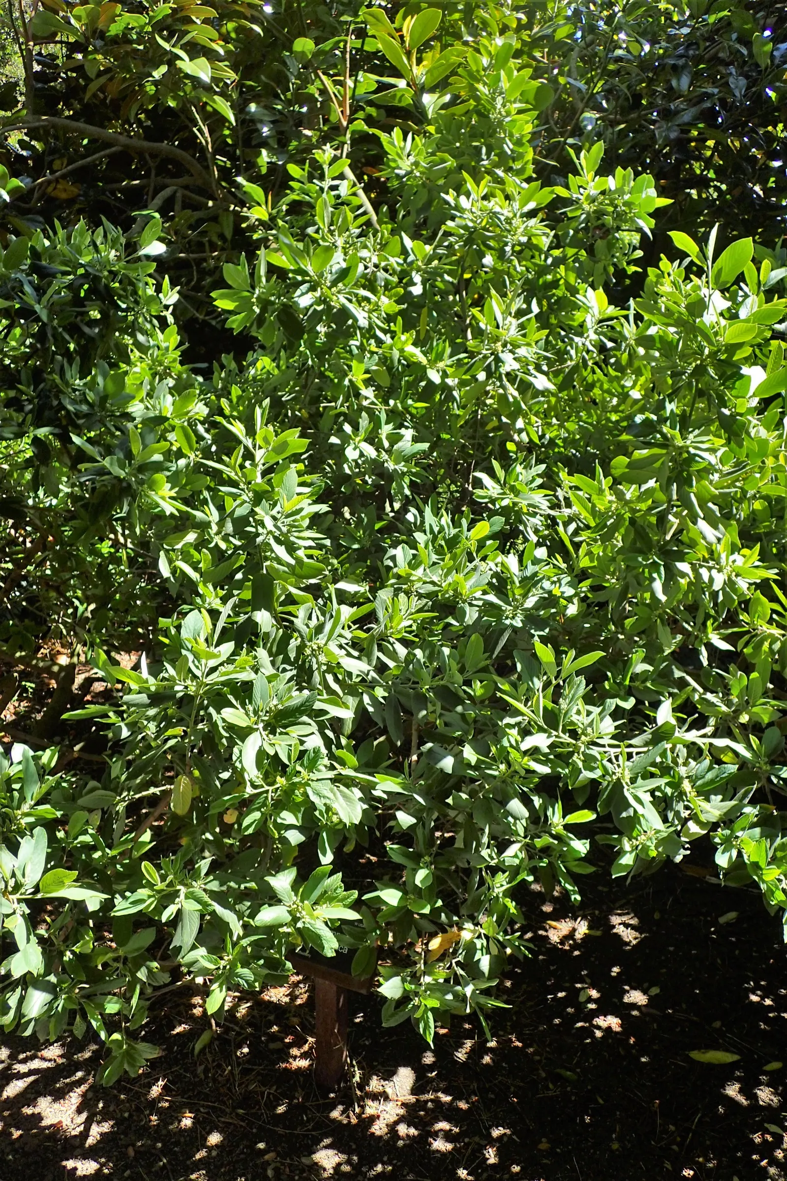 Coffeeberry (Rhamnus Californica) — dense backdrop in landscape designs.<br><br>Coffeeberry plants can grow to substantial sizes