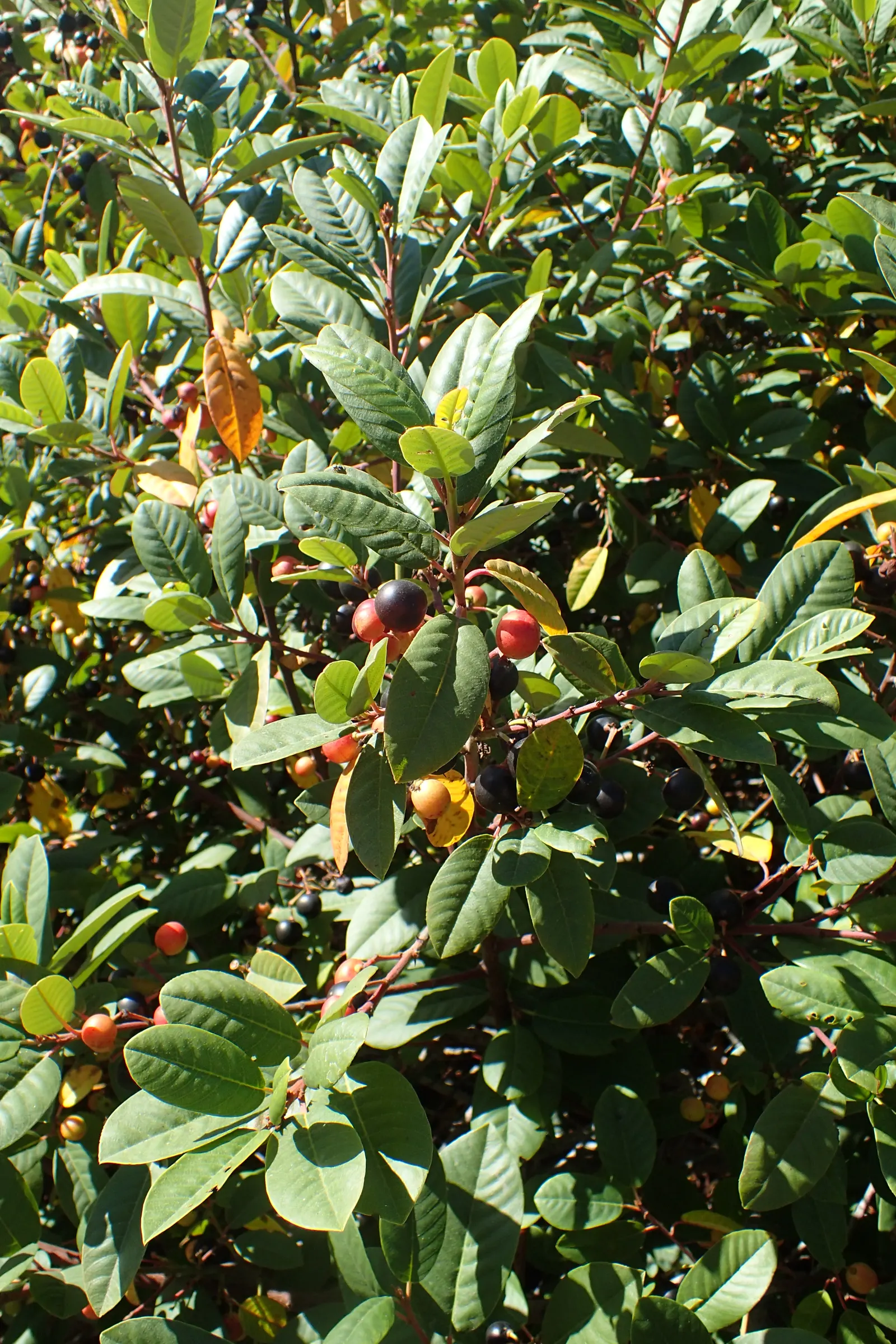 Coffeeberry (Rhamnus Californica) — hence the plant's common name; although they are not related to true coffee (Coffea spp.); yellow flowers in the garden