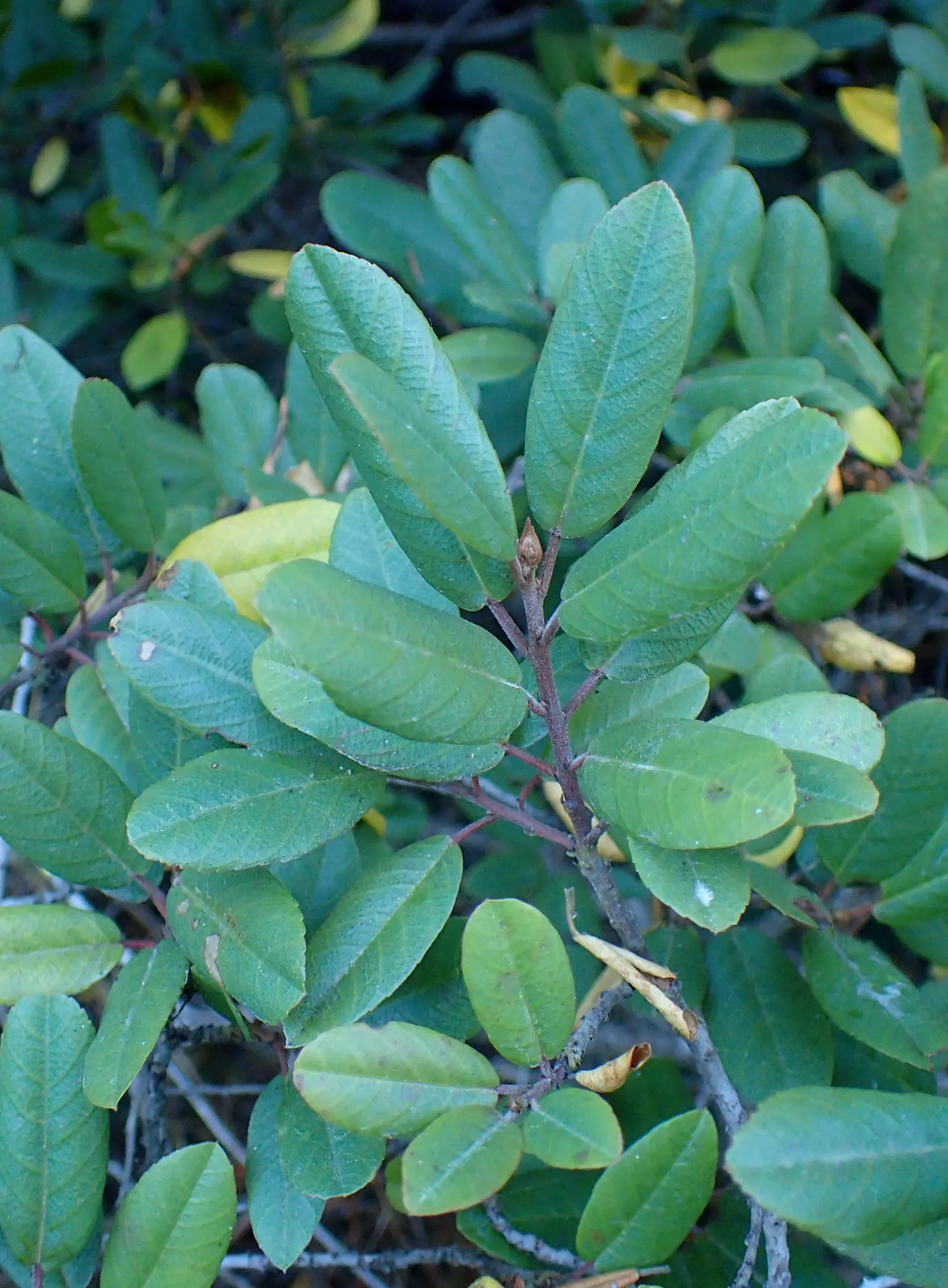 Coffeeberry (Rhamnus Californica) — and spreads equal to their height