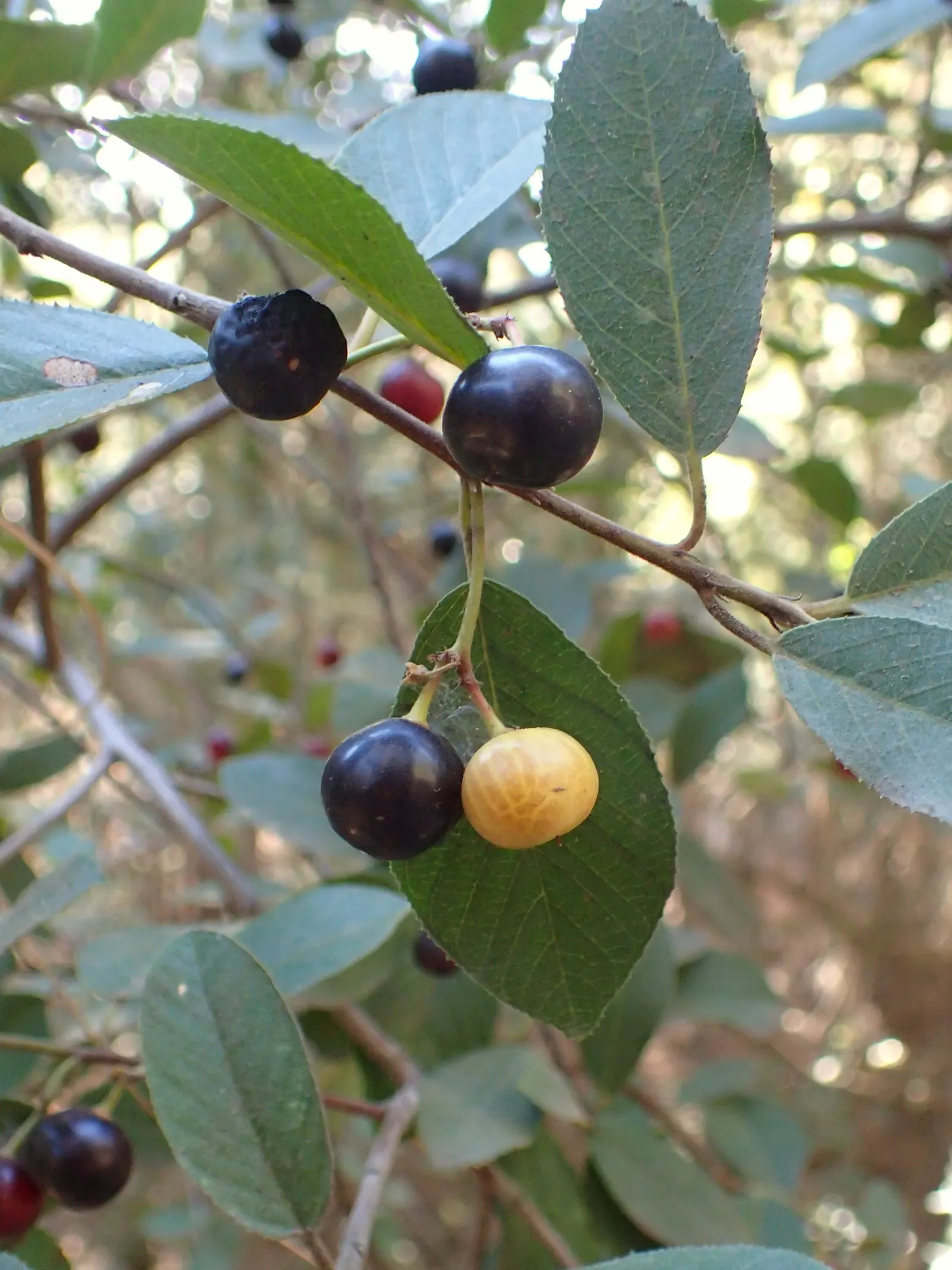 Coffeeberry (Rhamnus Californica) — is a versatile and resilient native shrub of the coastal regions of California