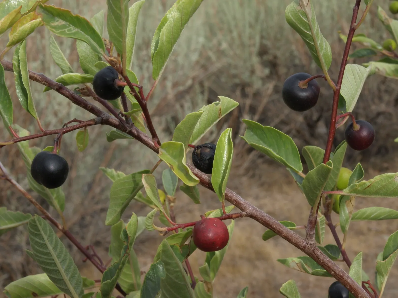 Coffeeberry (Rhamnus Californica) — which give way to red to black berries by fall; the Coffeeberry is an excellent choice for natural hedges