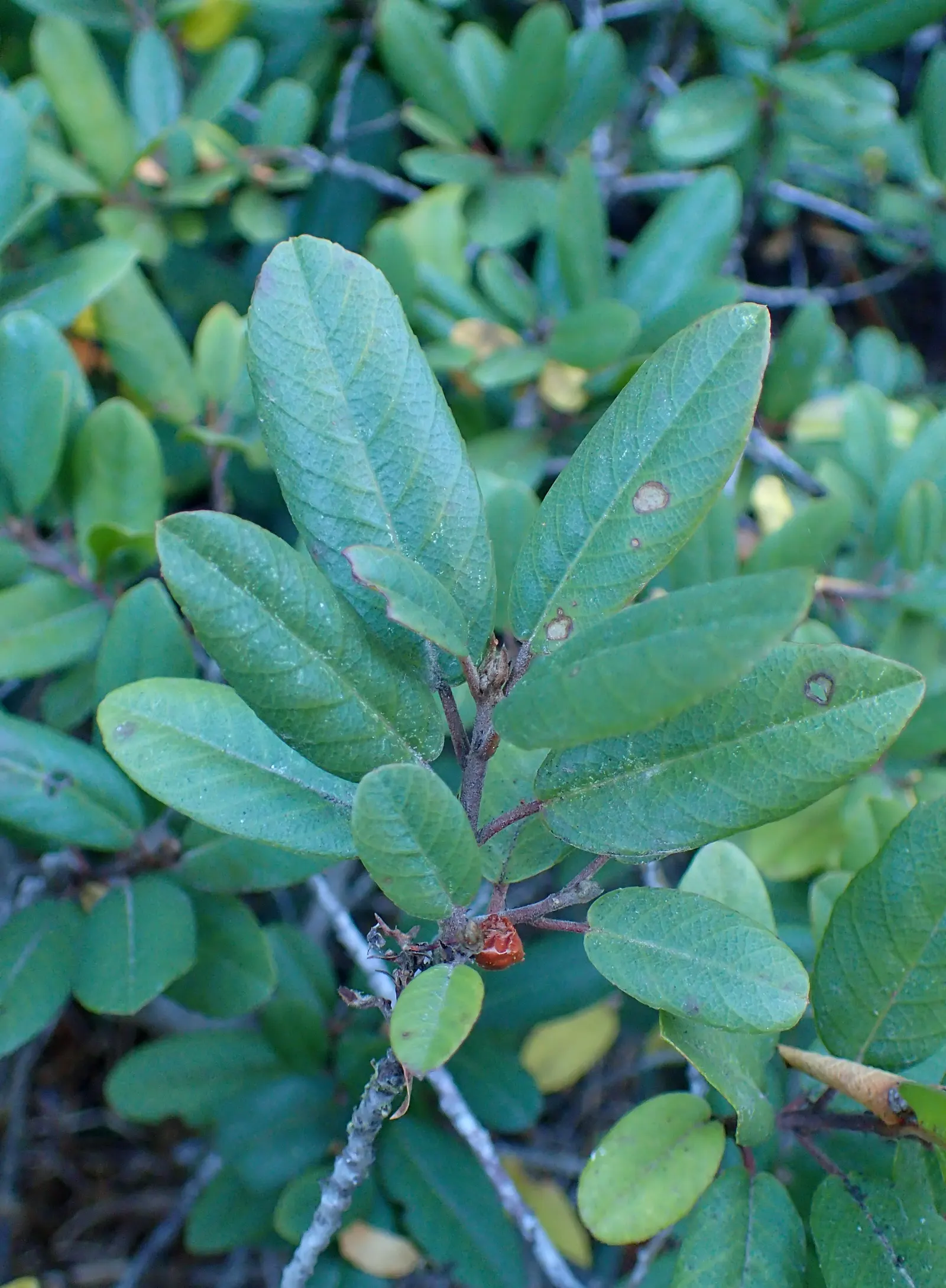 Coffeeberry (Rhamnus Californica) — with mature specimens commonly reaching heights of 6 to 8 feet