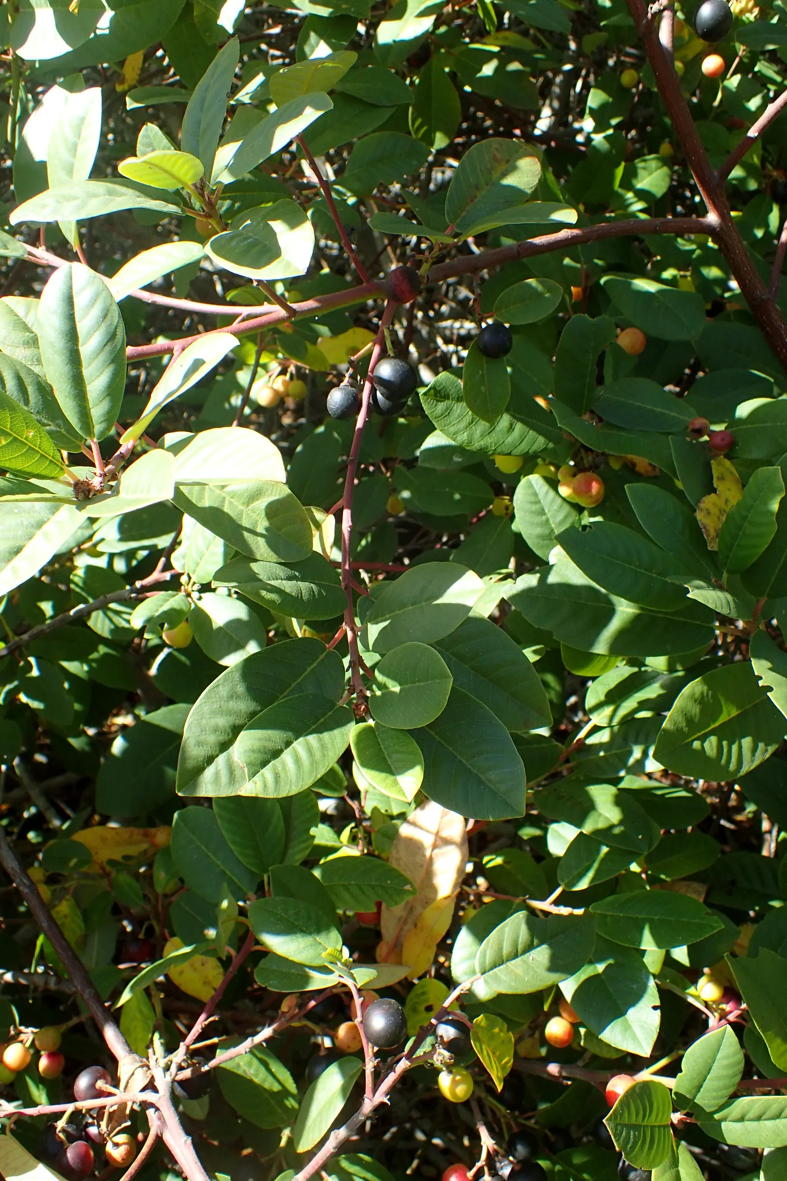 Coffeeberry (Rhamnus Californica) — while dense growth offers excellent privacy screening