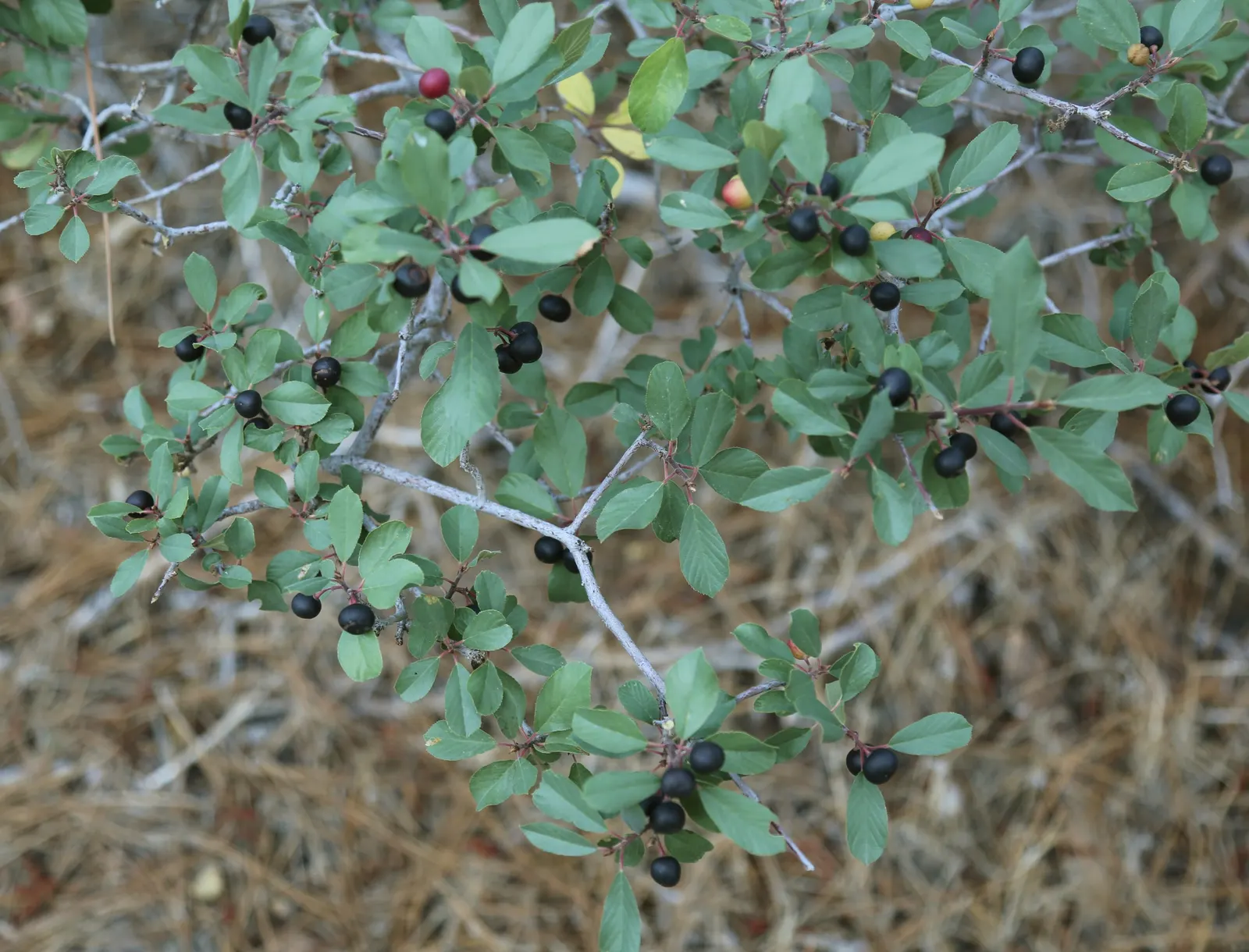 Coffeeberry (Rhamnus Californica) — the Coffeeberry is an excellent choice for natural hedges