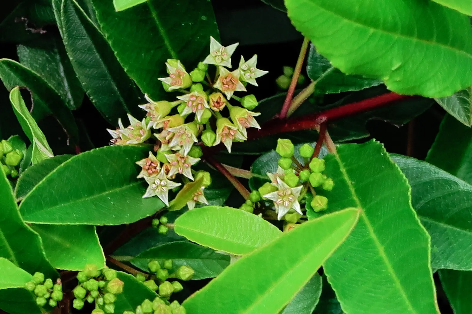 Coffeeberry (Rhamnus Californica) — requiring minimal supplemental watering
