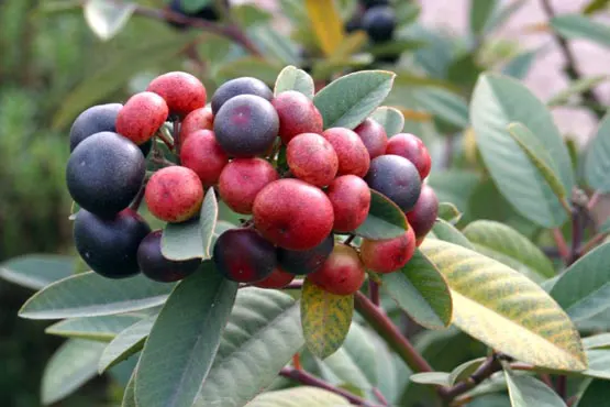 Coffeeberry (Rhamnus Californica) — although it fares best in well-drained soils