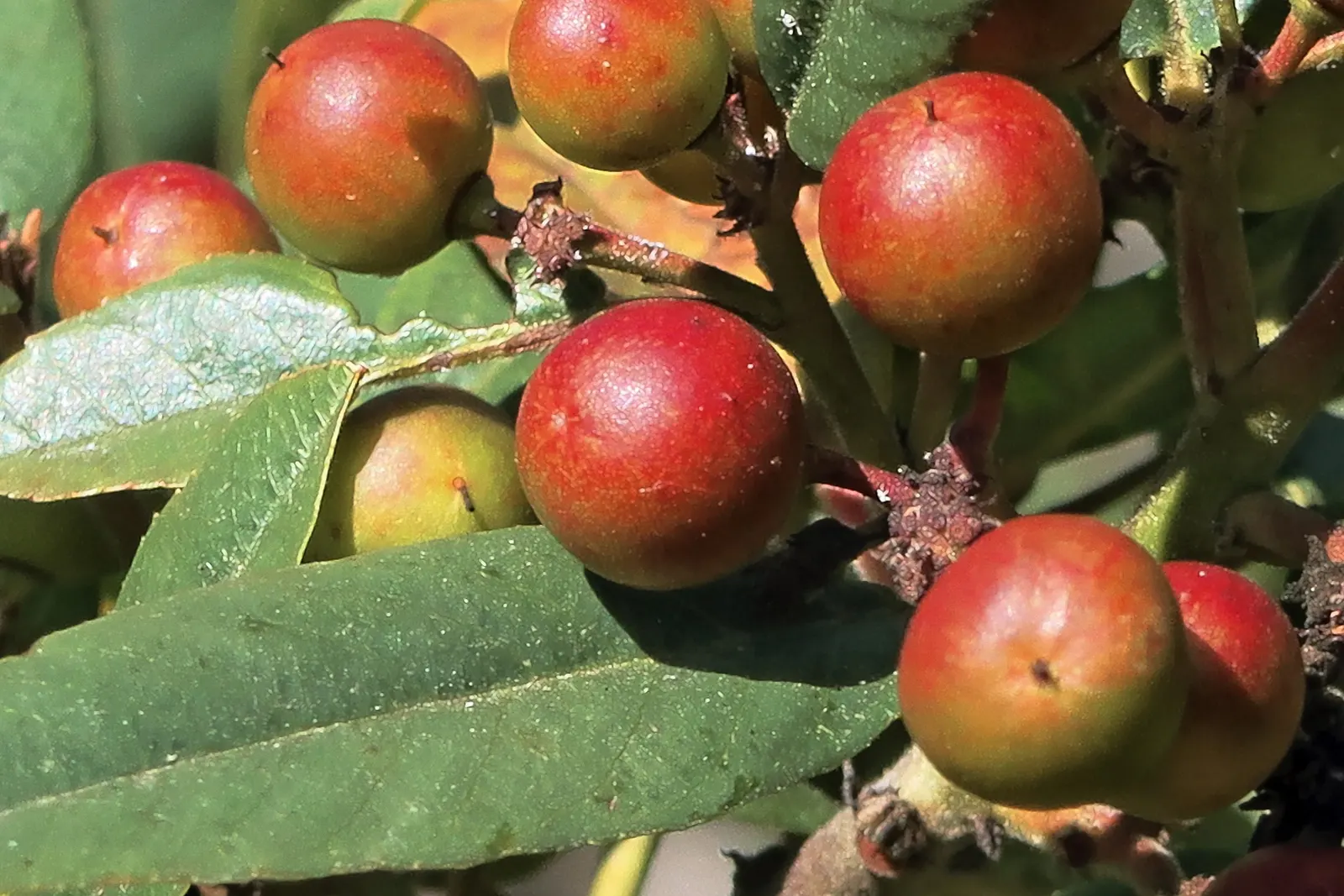 Coffeeberry (Rhamnus Californica) — and spreads equal to their height; although it fares best in well-drained soils