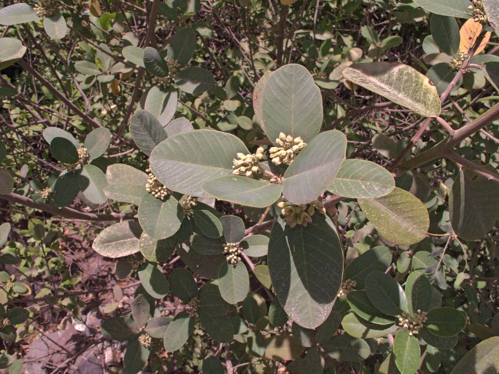 Coffeeberry (Rhamnus Californica) — dense backdrop in landscape designs.<br><br>Coffeeberry plants can grow to substantial sizes; department of Agriculture