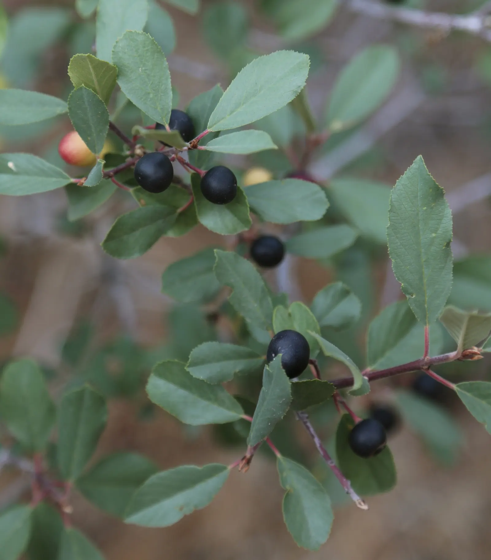 Coffeeberry (Rhamnus Californica) — making it suitable for water-conservative landscapes