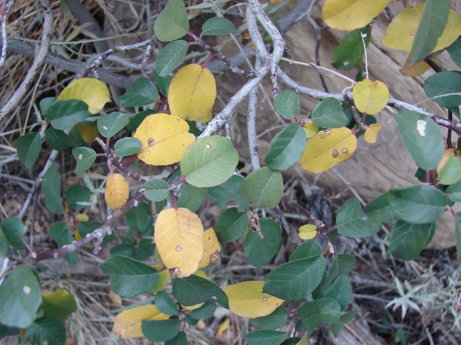 Coffeeberry (Rhamnus Californica) — Pruning should be undertaken to maintain the desired shape and to encourage lush, new growth