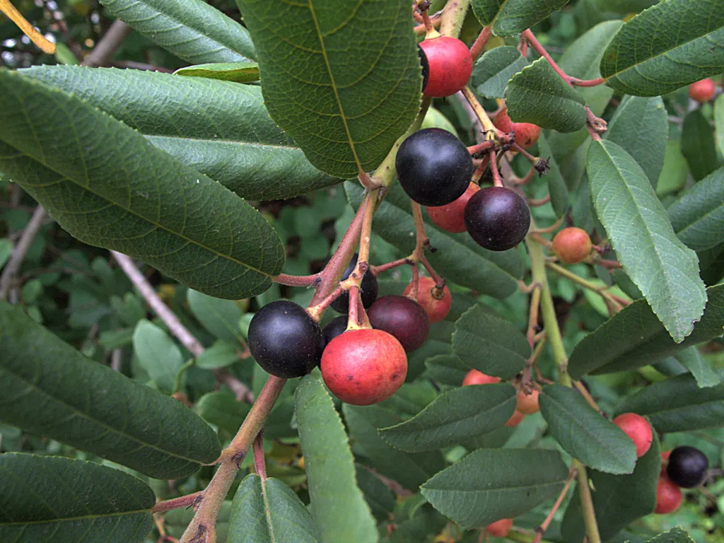 Coffeeberry (Rhamnus Californica) — with mature specimens commonly reaching heights of 6 to 8 feet; hence the plant's common name; although they are not