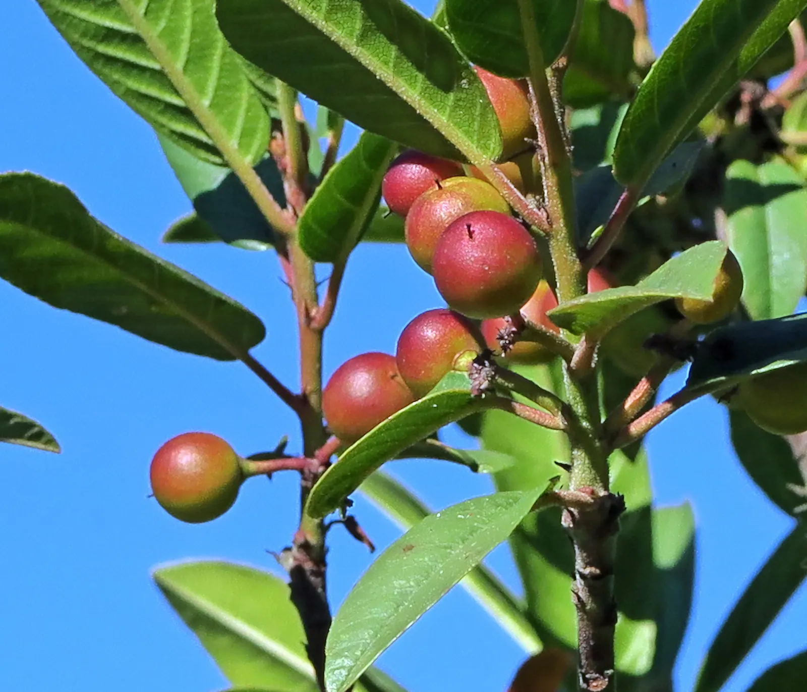 Coffeeberry (Rhamnus Californica) — enriches landscapes with its evergreen foliage and native Californian roots