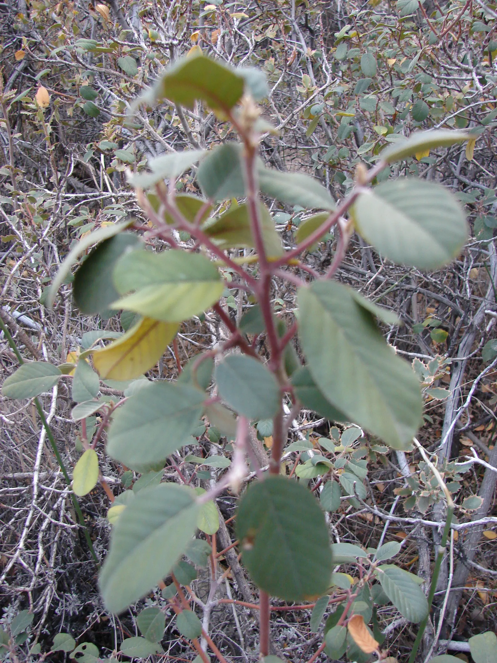 Coffeeberry (Rhamnus Californica) — It is drought-tolerant once established