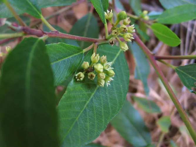 Coffeeberry (Rhamnus Californica) — this shrub thrives in USDA zones 7-10 and matures to approximately 6-8 feet in both height and width; and spreads equal to