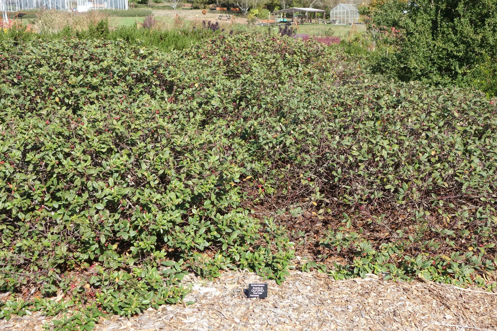 Coffeeberry (Rhamnus Californica) — is a versatile and resilient native shrub of the coastal regions of California; making it suitable for water-conservative