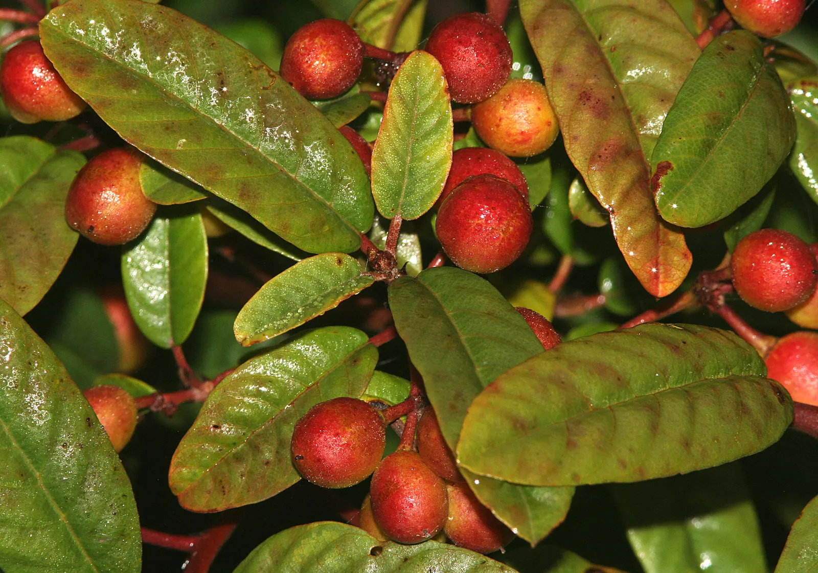 Coffeeberry (Rhamnus Californica) — Its inconspicuous flowers and dark berries are wildlife attractants; it is drought-tolerant once established