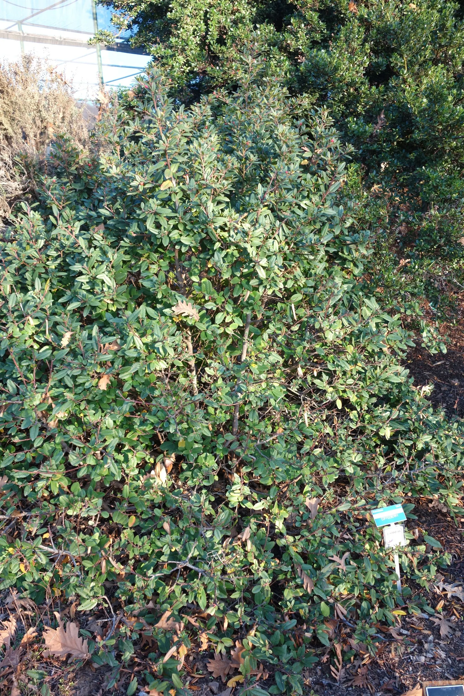 Coffeeberry (Rhamnus Californica) — Low water requirements and tolerance for a variety of soils make it a sustainable and versatile choice; commonly referred