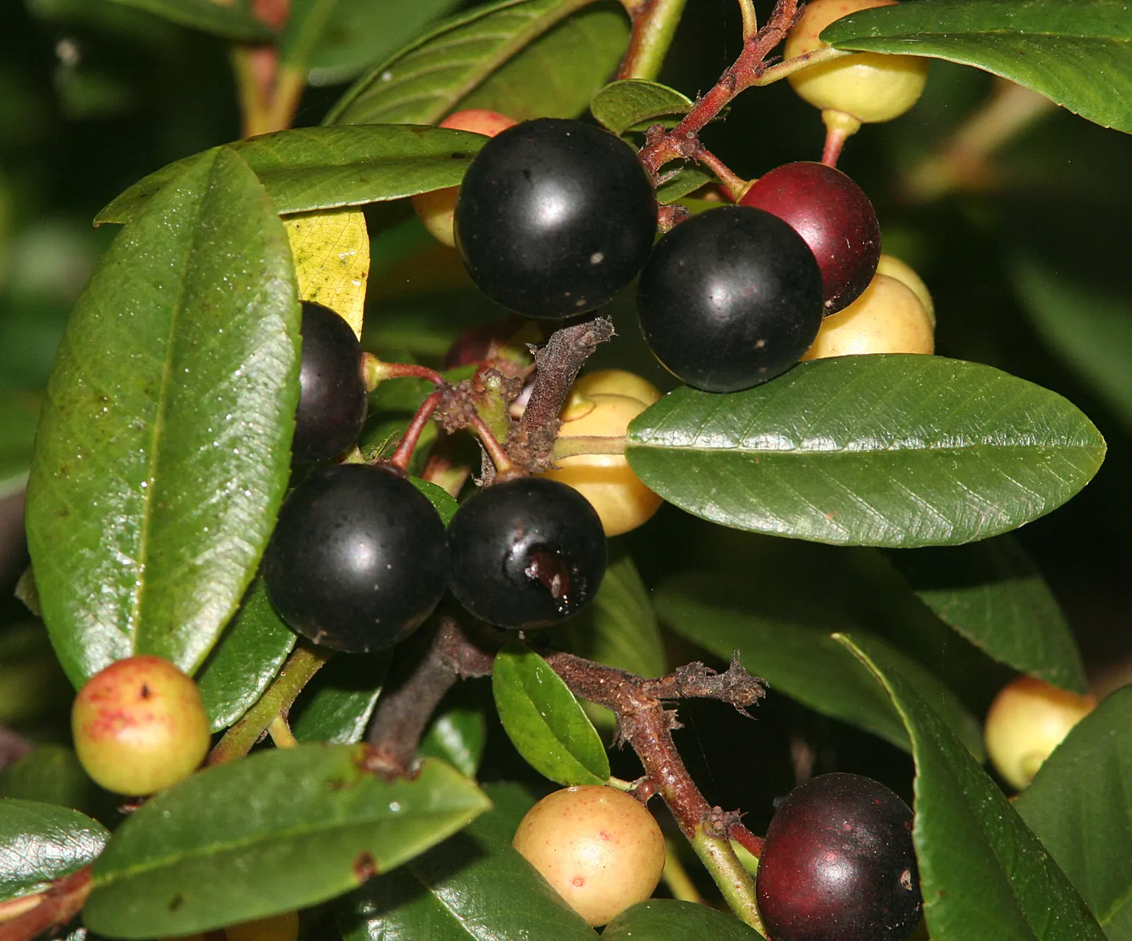 Coffeeberry (Rhamnus Californica) — while dense growth offers excellent privacy screening; shrub with yellow blooms