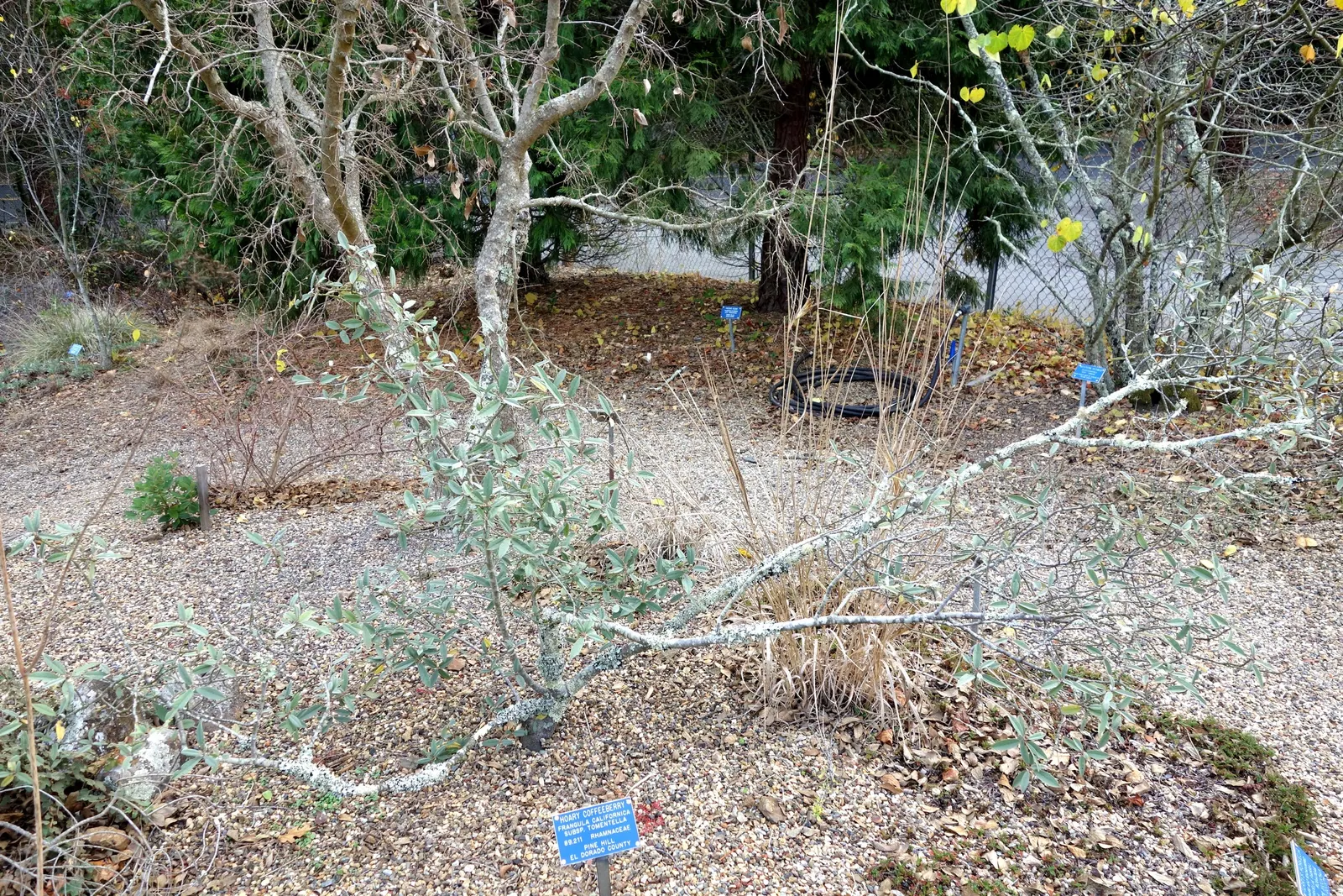 Coffeeberry (Rhamnus Californica) — shrub for full or half