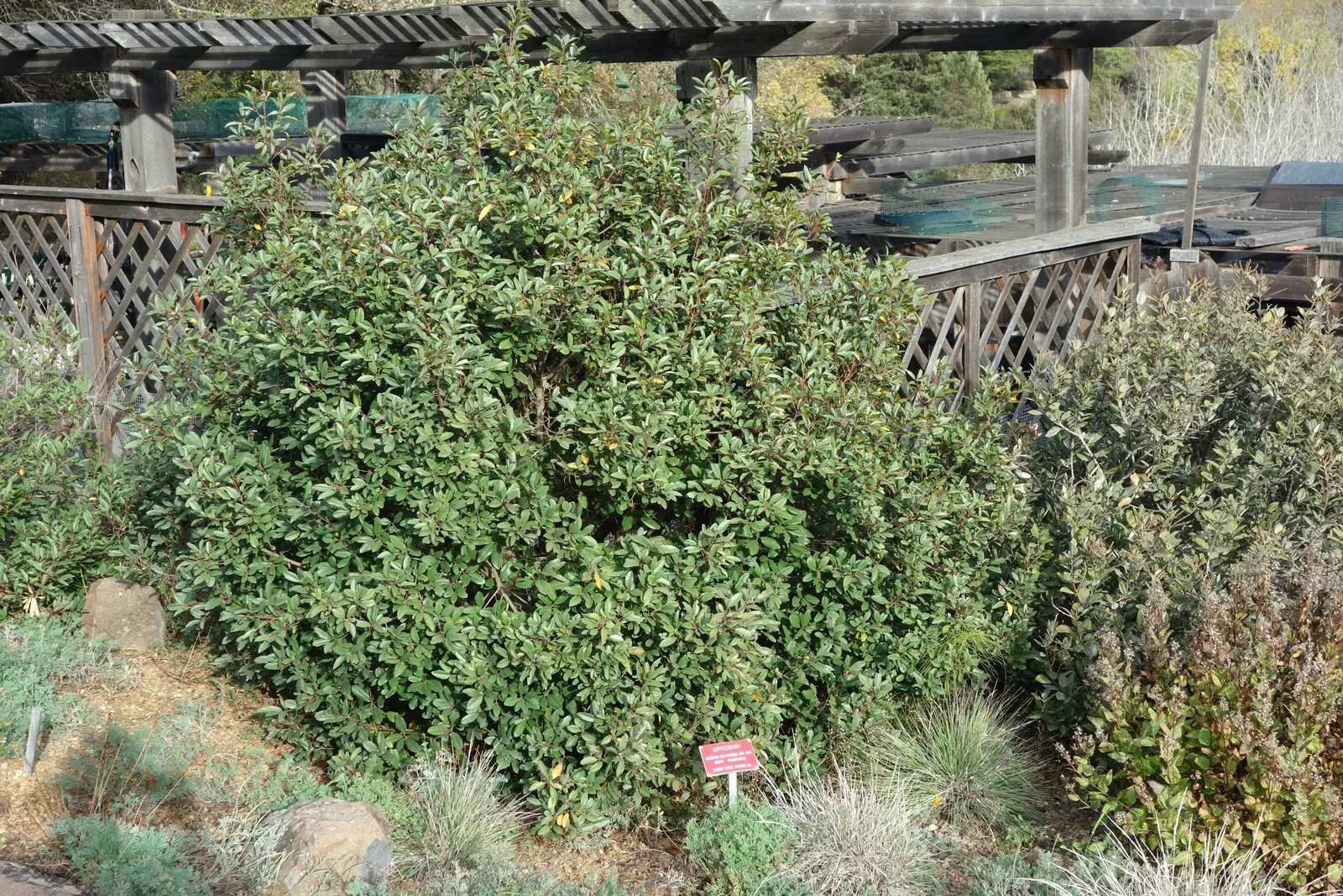 Coffeeberry (Rhamnus Californica) — commonly referred to as the Coffeeberry; they offer inconspicuous greenish-yellow flowers in the late spring and summer