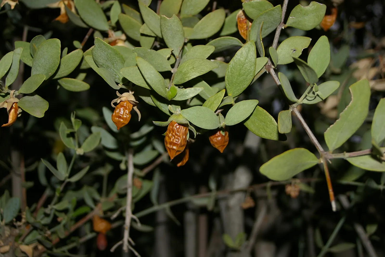 Coffeeberry (Rhamnus Californica) — enriches landscapes with its evergreen foliage and native Californian roots; while dense growth offers excellent privacy