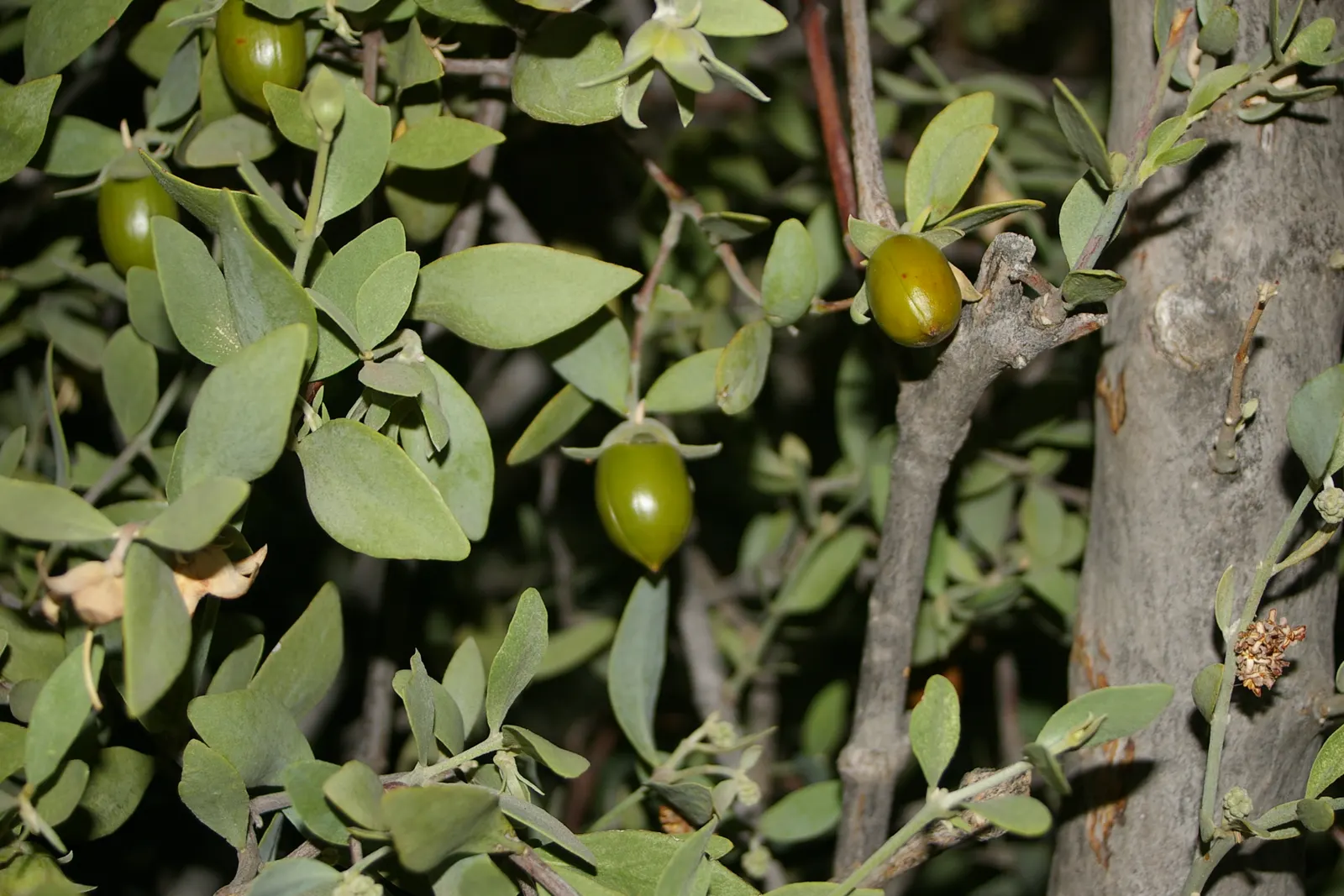 Coffeeberry (Rhamnus Californica) — The plant prefers full sun to part shade and adapts to a variety of soil types