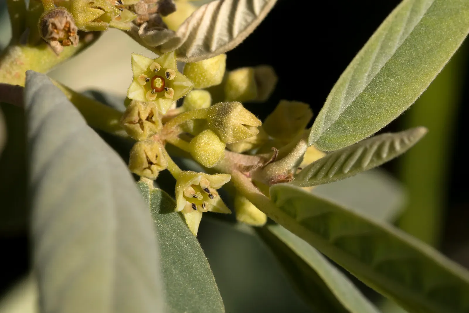 Coffeeberry (Rhamnus Californica) — shrub with yellow blooms