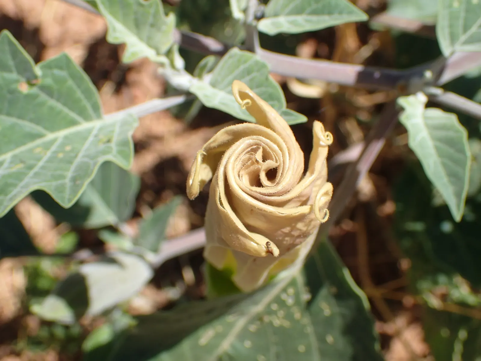 Sacred Datura (Datura wrightii) — ensuring it complements both the aesthetic and safety of the surrounding space; ground cover / vine with white, image 89