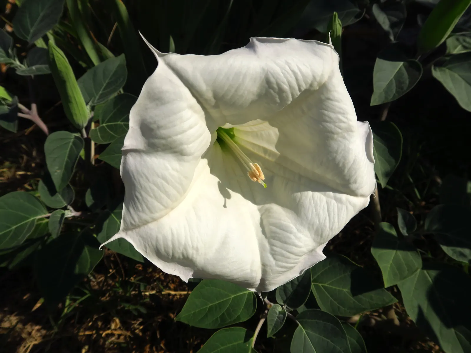 Sacred Datura (Datura wrightii) — It has a sprawling habit, often spreading 2 to 4 feet in width and growing up to 1 to 3 feet in height, image 35
