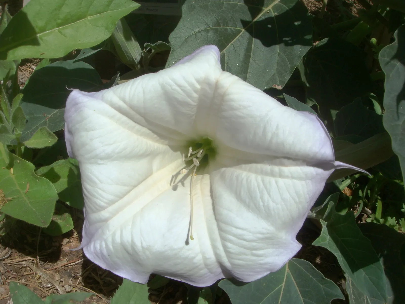 Sacred Datura (Datura wrightii) — Typically, the blooms are a brilliant white, although subtle shades of violet may also be apparent; reveling in, image 101