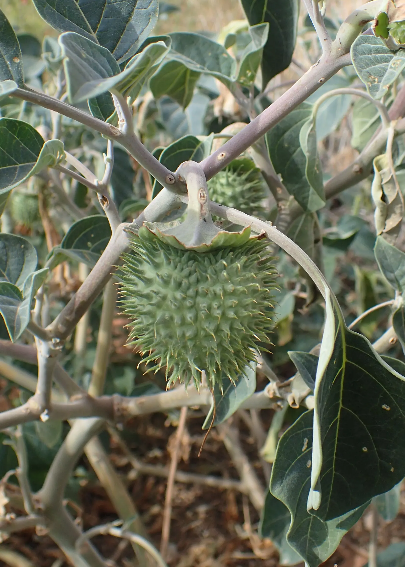 Sacred Datura (Datura wrightii) — The plant typically blooms from late spring until fall; it boasts large, trumpet-shaped flowers that exude an, image 87