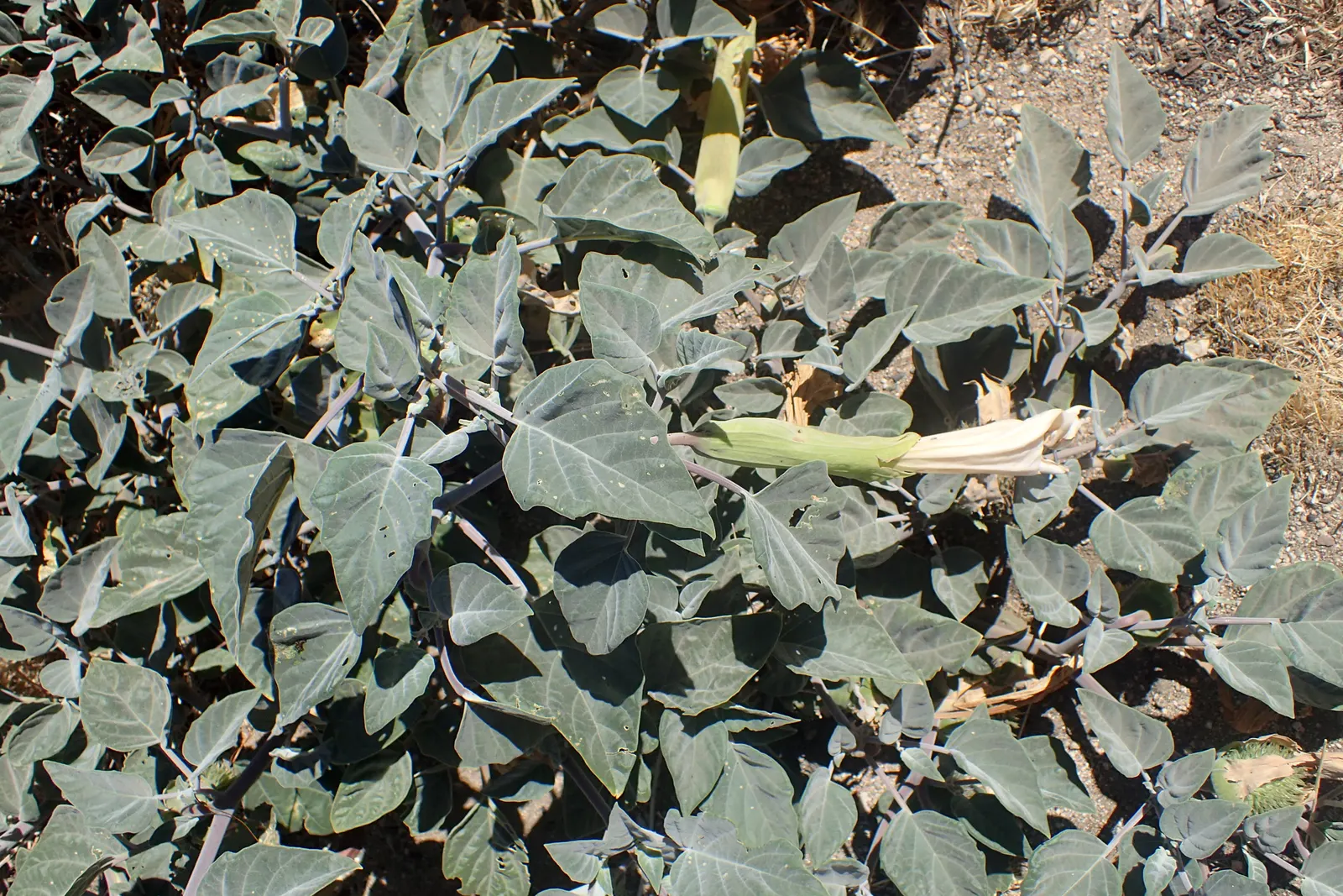 Sacred Datura (Datura wrightii) — Its spread can reach 4 ft across, with dark green leaves up to 8 inches in length; making it a practical choice for