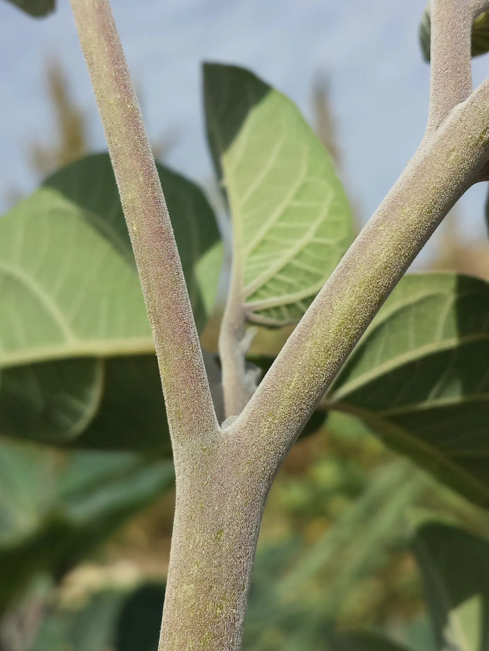 Sacred Datura (Datura wrightii) — It prefers well-draining soil; datura wrightii is drought-tolerant, image 84
