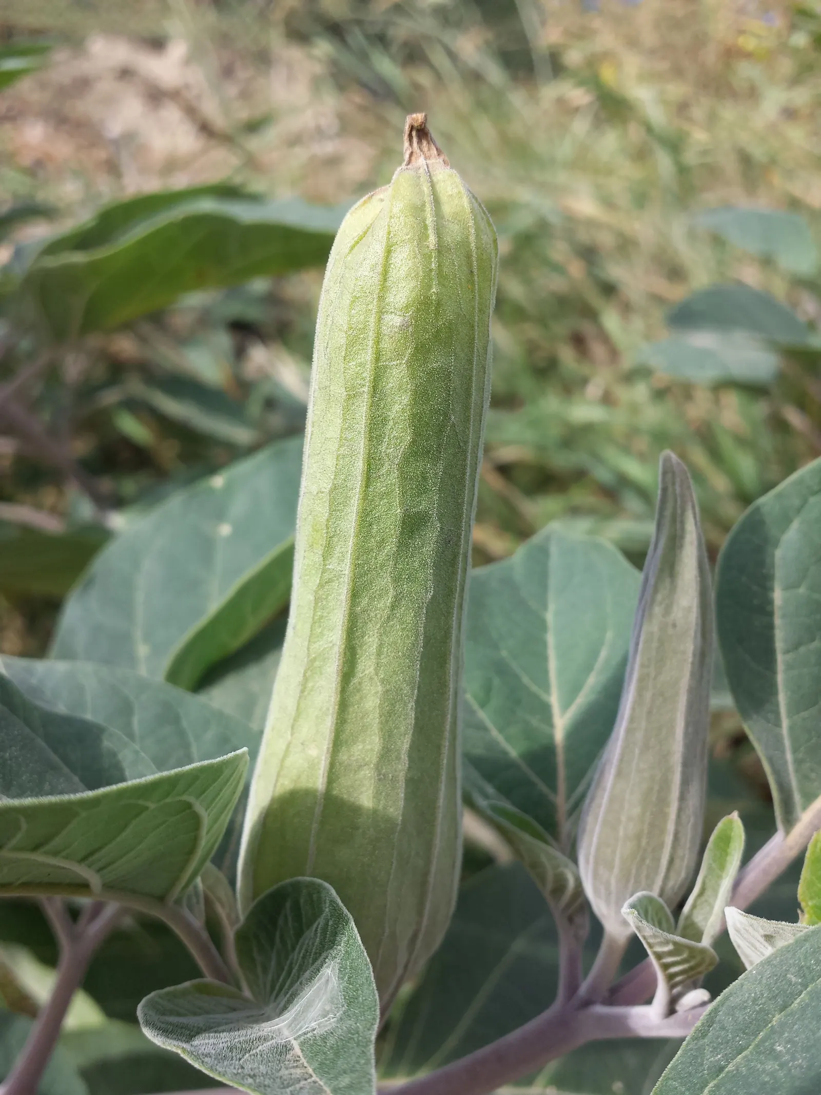Sacred Datura (Datura wrightii) — ground cover / vine with white blooms; all parts of the plant contain poisonous alkaloids that can be harmful if, image 91