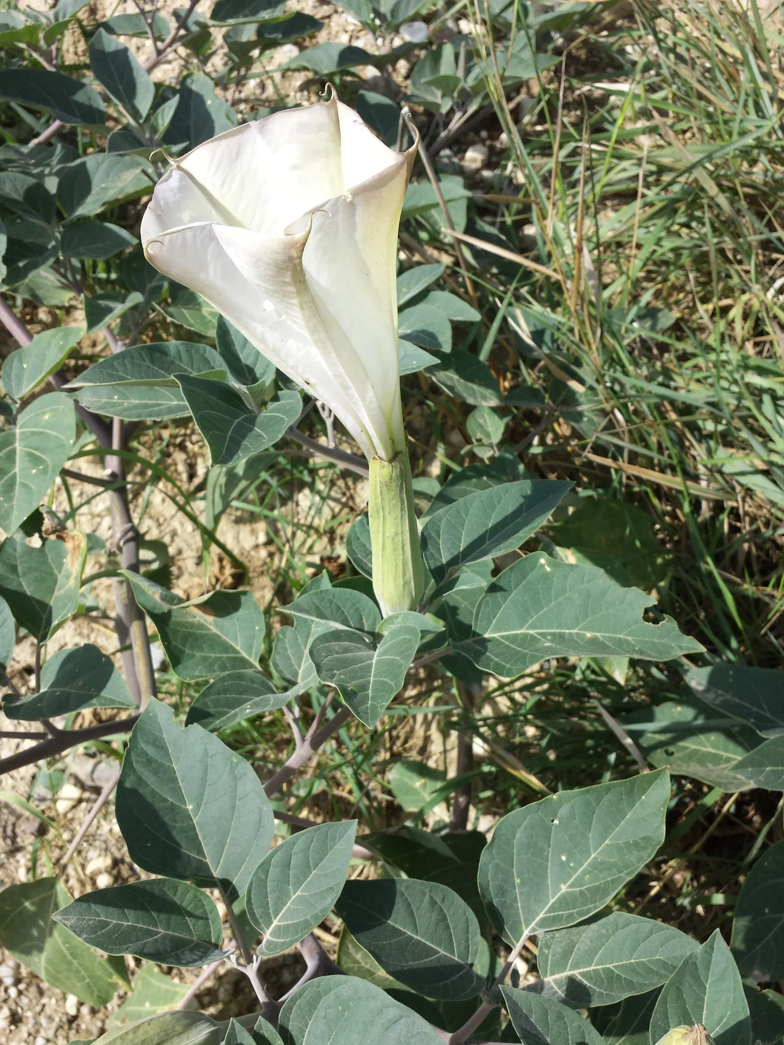 Sacred Datura (Datura wrightii) — Caution: all parts are toxic if ingested; its spread can reach 4 ft across, with dark green leaves up to 8 inches, image 50