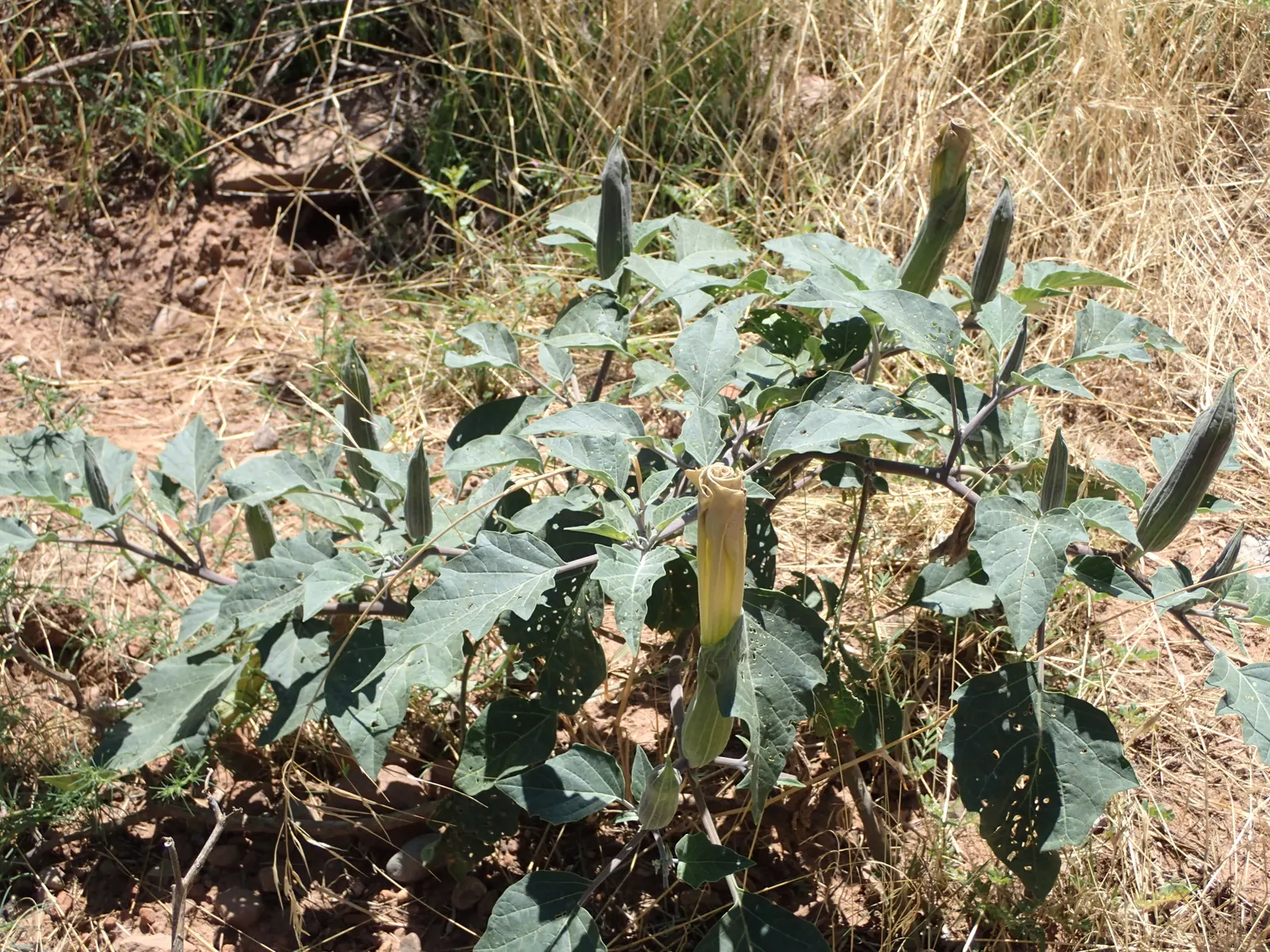Sacred Datura (Datura wrightii) — moderate fertility will encourage more robust growth; trumpet-shaped white to lavender flowers