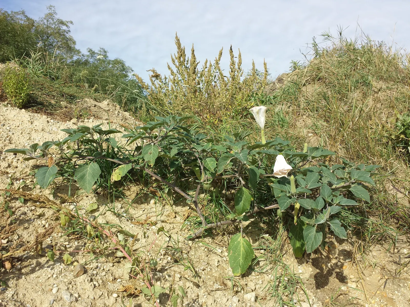 Sacred Datura (Datura wrightii) — is a resilient and enchanting perennial plant that can add a layer of mystique to any landscape design; ground, image 99