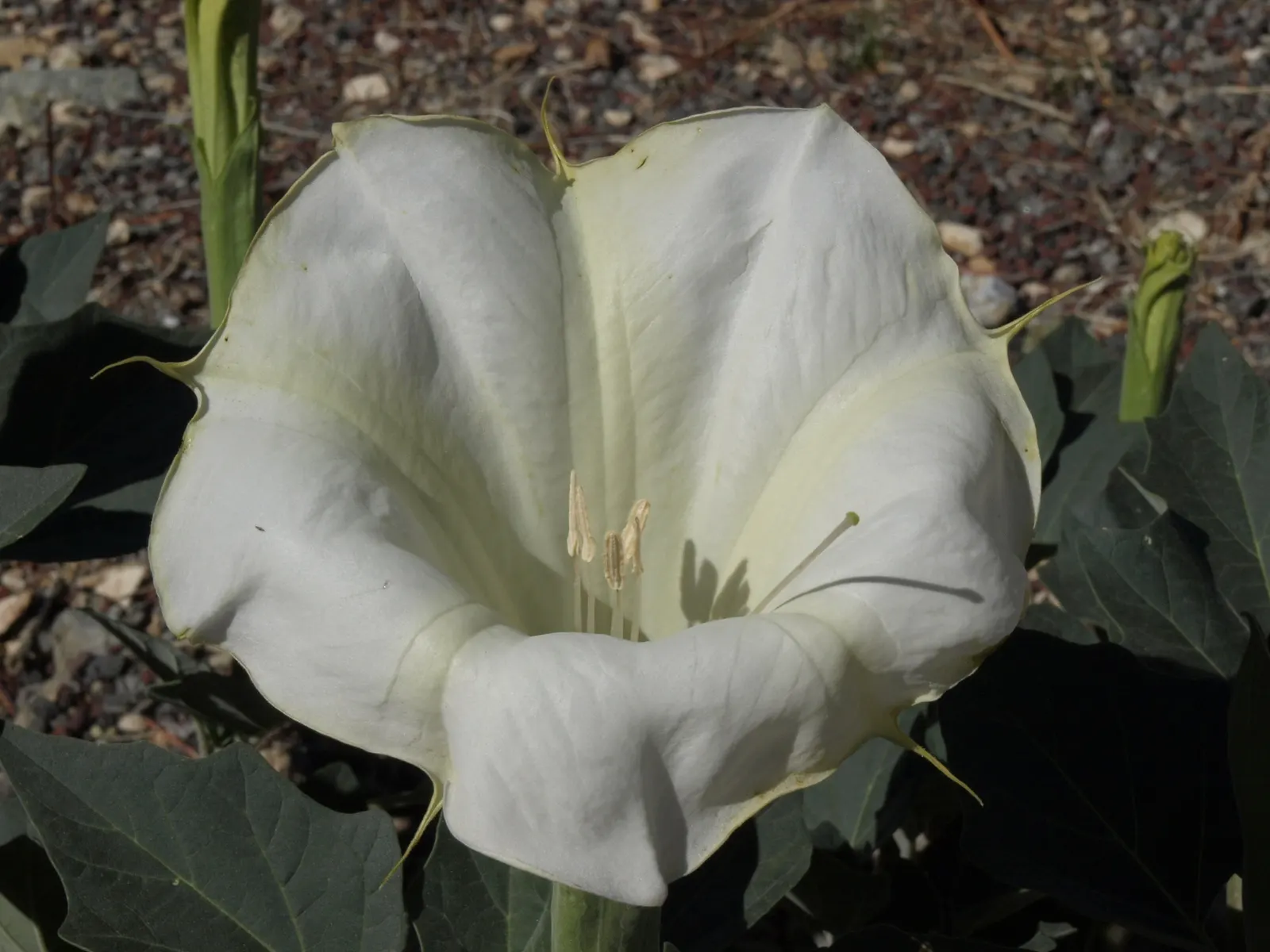 Sacred Datura (Datura wrightii) — Datura wrightii is drought-tolerant; white flowers in the garden