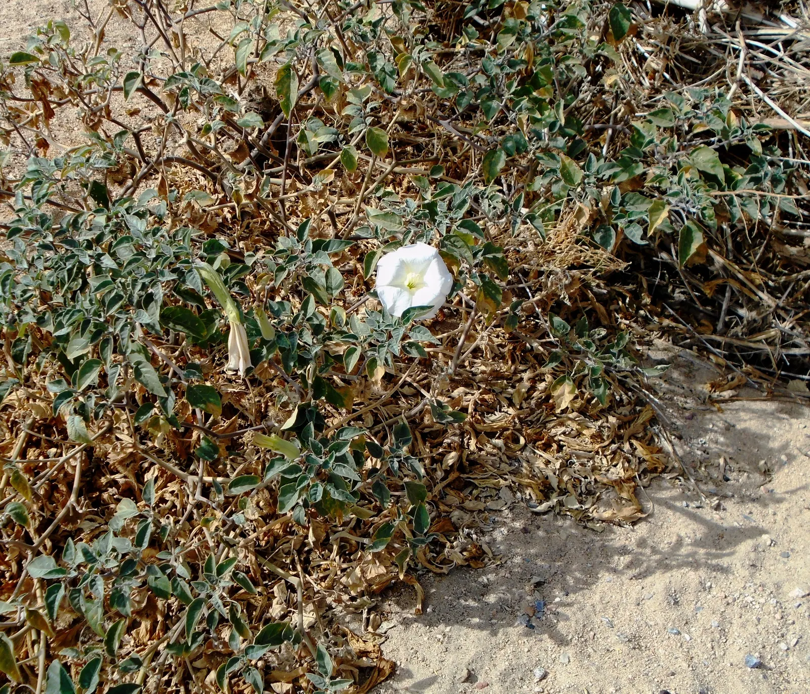 Sacred Datura (Datura wrightii) — consider its mystical ambiance and potential size; it prefers well-draining soil, image 65