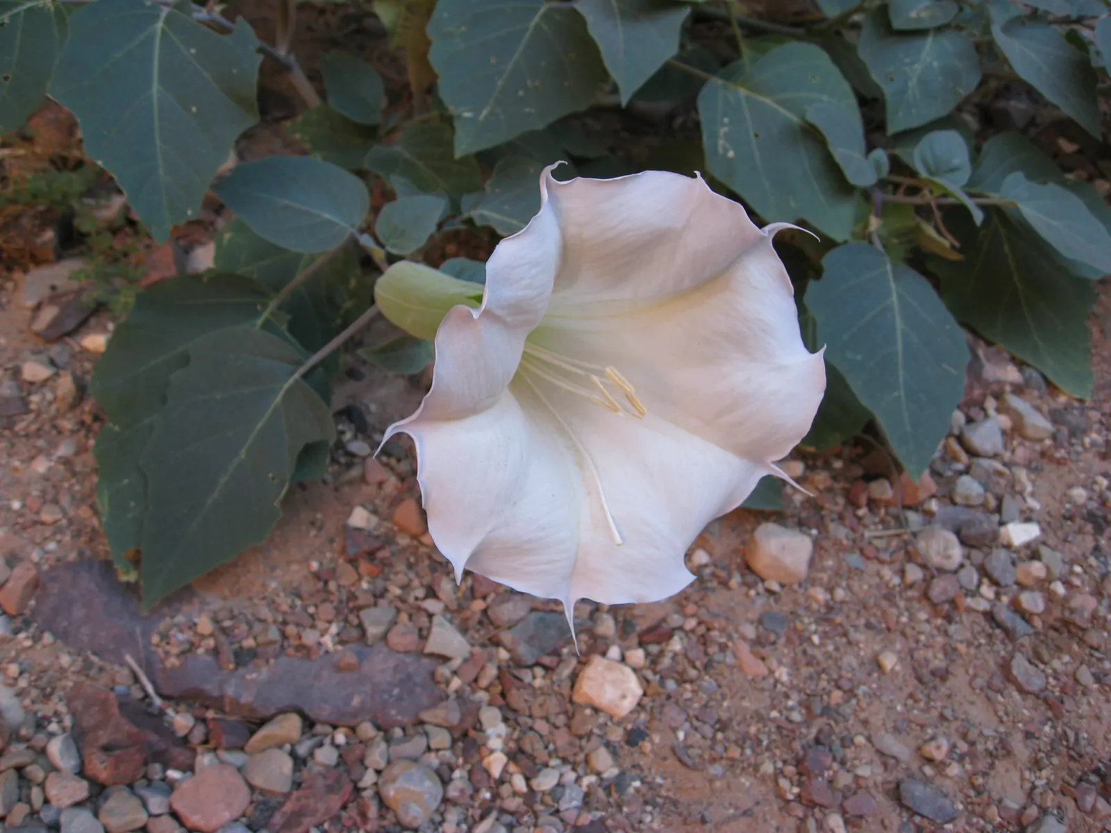 Sacred Datura (Datura wrightii) — ensuring it complements both the aesthetic and safety of the surrounding space; ground cover / vine with white blooms