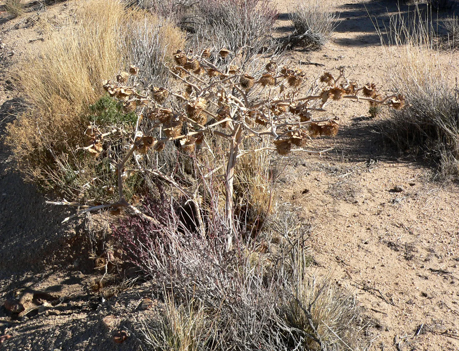 Sacred Datura (Datura wrightii) — ground cover / vine for full; ensuring it complements both the aesthetic and safety of the surrounding space, image 92