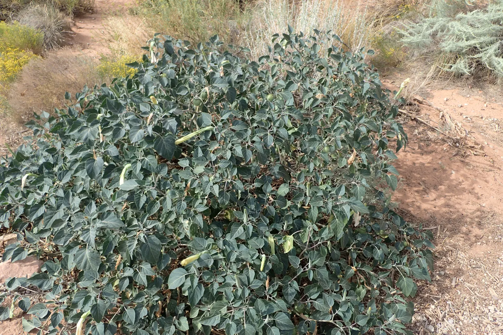 Sacred Datura (Datura wrightii) — ensuring it complements both the aesthetic and safety of the surrounding space; ground cover / vine with white, image 66