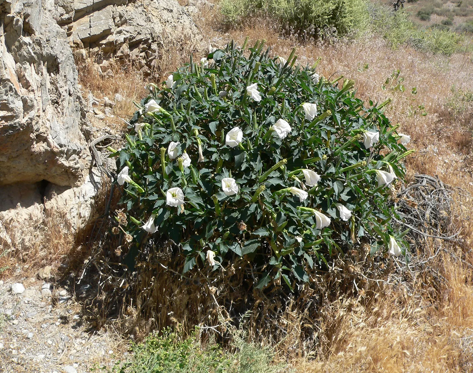 Sacred Datura (Datura wrightii) — It prefers well-draining soil; datura wrightii is drought-tolerant, image 61